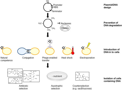 Building a genome engineering toolbox in nonmod...