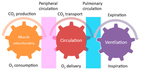 Renal Rehabilitation: Exercise Intervention and Nutritional Support in Dialysis Patients | Peritoneal dialysis | Scoop.it