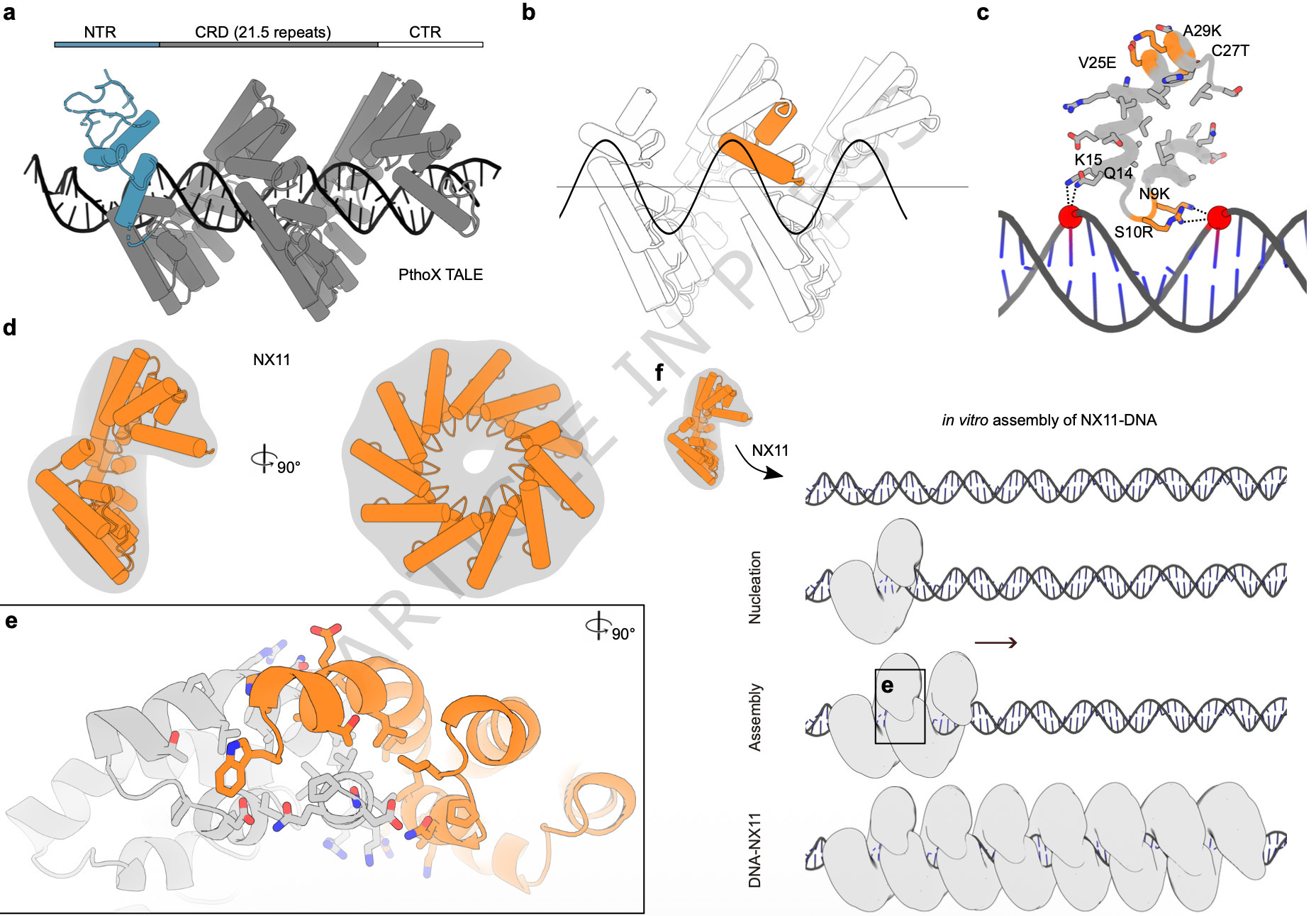Redesign of TALE proteins for DNA-templated ass...
