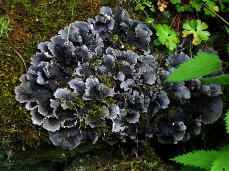 Une enquête sur les lichens forestiers en Auvergne et dans le Massif-Central | Biodiversité | Scoop.it