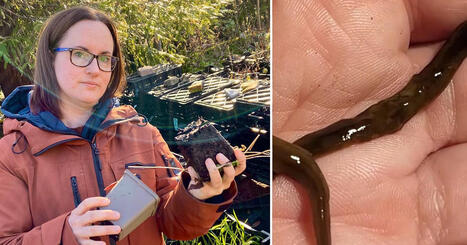 Hotet: Invasiva l&ouml;vplattmasken kan komma att mutera | 1Uutiset - Lukemisen t&auml;hden | Scoop.it