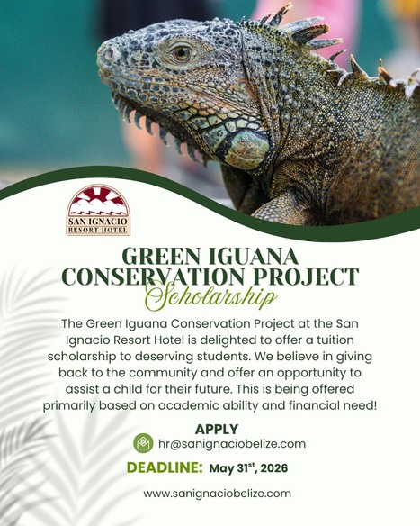 Green Iguana Conservation Project Scholarship 2026 | Cayo Scoop!  The Ecology of Cayo Culture | Scoop.it