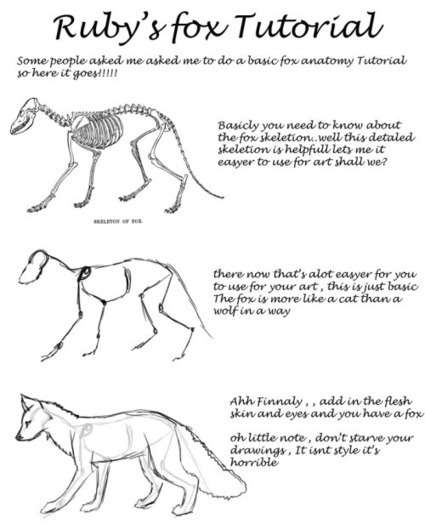 Fox Drawing Reference Guide | Drawing References and Resources | Scoop.it