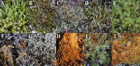 Year-Round Variation in Bryophyte-Associated Nitrogen Fixation in the Arctic | Plant-Microbe Symbiosis | Scoop.it