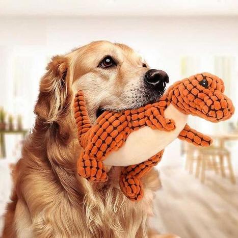 buy dog accessories online