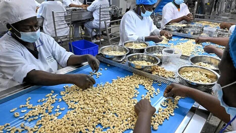 C&ocirc;te d&rsquo;Ivoire : une nouvelle usine de transformation de cajou en gestation &agrave; Yamoussoukro | Revue de Presse Afrique francophone par Service International de CCI Normandie | Scoop.it