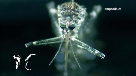 Vidéo : Le passage à l'âge adulte d'un moustique | Variétés entomologiques | Scoop.it