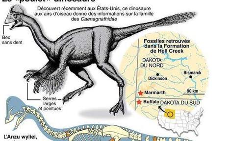 Découverte d'un étrange dinosaure à plumes aux allures de poulet géant | 21st Century Innovative Technologies and Developments as also discoveries, curiosity ( insolite)... | Scoop.it