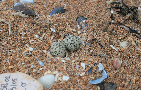 « Certains sont piétinés… » Attention aux œufs (invisibles) pondus sur les plages | Biodiversité - @ZEHUB on Twitter | Scoop.it