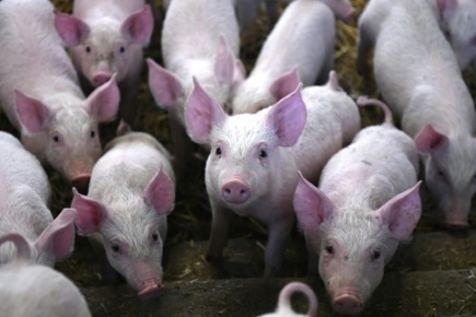Résistance aux antibiotiques: un lien avec l'usage de pénicilline dans les élevages | Toxique, soyons vigilant ! | Scoop.it