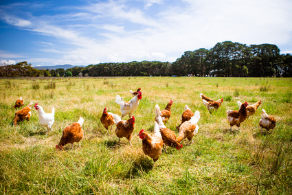 Chine : pour remplacer les pesticides, les autorités déploient des poulets | Agir pour la biodiversité ! | Scoop.it