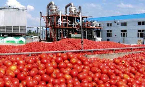 ALGERIE : Tomate industrielle : Forte production &agrave; Relizane | CIHEAM Press Review | Scoop.it