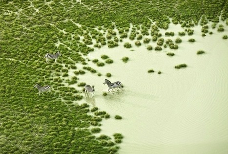 Breathtaking Aerial Photographs of Botswana wildlife | Everything Photographic | Scoop.it