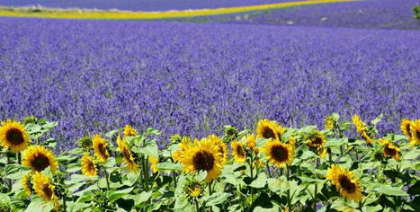 La diversification des cultures entraîne une hausse de la production et une meilleure protection des plantes • | TRANSITION AGROECOLOGIQUE : PRATIQUES ET POLITIQUES AGRICOLES | Scoop.it