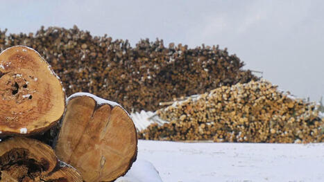 Industrie foresti&egrave;re&nbsp;: les tarifs am&eacute;ricains &eacute;clipsent le caribou | Ils parlent de nous ! | Scoop.it