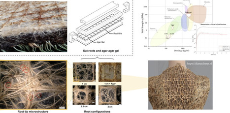 Understanding the effects of root structure on ...