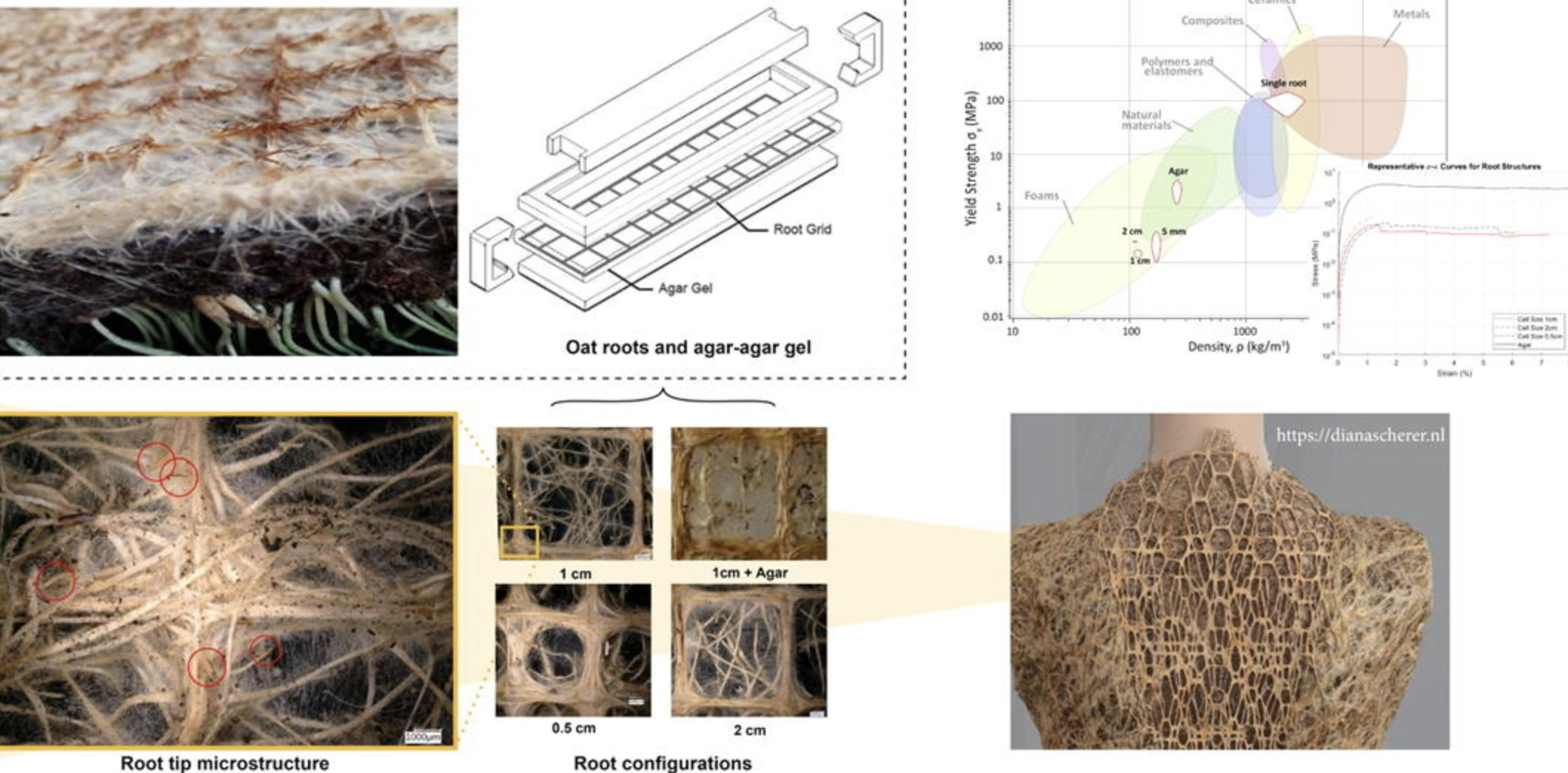 Understanding the effects of root structure on ...