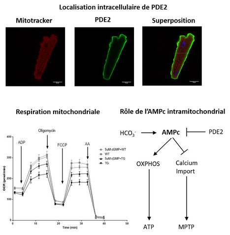 L’AMP cyclique régule la fonction mitochondriale cardiaque | Life Sciences Université Paris-Saclay | Scoop.it