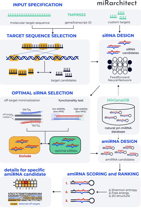 Machine learning-guided design of artificial microRNAs for targeted gene silencing | brvai | RMH | Scoop.it