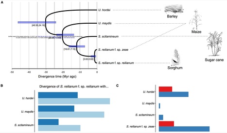 bioRxiv: Positively selected effector genes and their contribution to virulence in the smut fungus Sporisorium reilianum (2017) | Plant Pathogenomics | Scoop.it