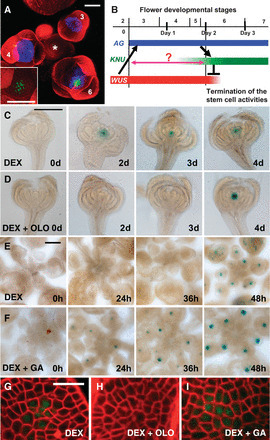 Timing Mechanism Dependent on Cell Division Is Invoked by Polycomb Eviction in Plant Stem Cells | Plant and Seed Biology | Scoop.it
