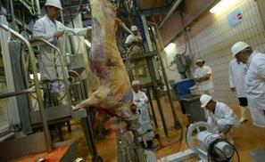 Tarbes (65). Le collectif de défense de l'abattoir veut une solution locale | La Gazette des abattoirs | Scoop.it