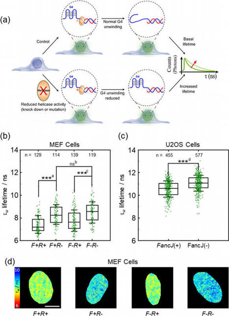Coup de cœur - Visualisation de la dynamique de l'ADN G-quadruplex dans les cellules vivantes | Life Sciences Université Paris-Saclay | Scoop.it
