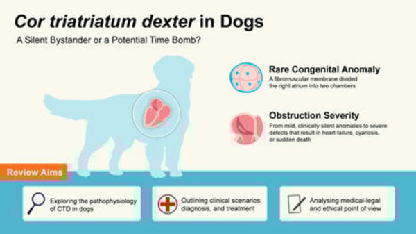 Cor triatriatum dexter in Dogs: A Silent Bystander or a Potential Time Bomb? | Transcatheter Treatment of Mitral Regurgitation | Scoop.it