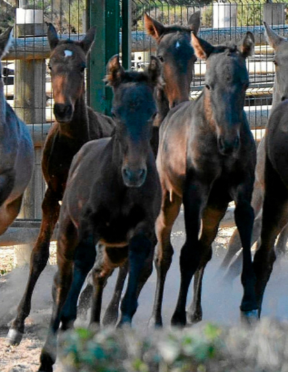 El caballo, la v&iacute;ctima oculta del ladrillo - El Mundo | Caballo, Caballos | Scoop.it