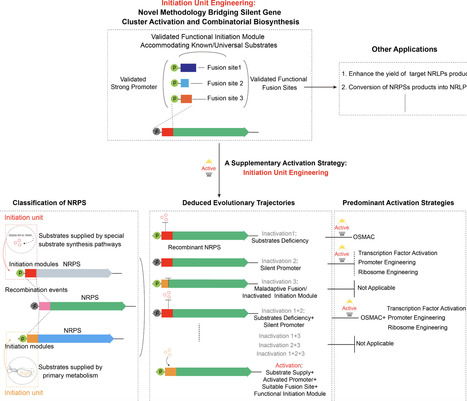 Accessing Underexplored Biosynthetic Potential by Initiation Unit Engineering of Nonribosomal Peptide Synthetases in Proteobacteria | jacs | RMH | Scoop.it