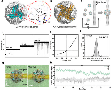 Native globular ferritin nanopore sensor | Ncm | RMH | Scoop.it