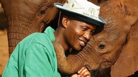 Ils sauvent 200 éléphants, retirent 140 000 pièges et emprisonnent 1000 braconniers : des héros ! | Actualités France | Scoop.it