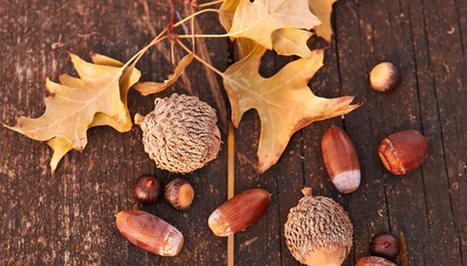 How To Prepare And Eat Acorns | Vintage Living Today For A Future Tomorrow | Scoop.it