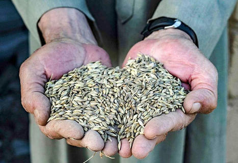 Le Maroc et sa récolte céréalière : de graves conséquences entre la sécheresse et la guerre en Ukraine - Atalayar- | Agriculture et Alimentation Durable Méditerranéenne | Scoop.it