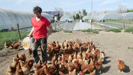 « Je bénéficie de la synergie entre maraîchage et poules pondeuses » | SCIENCES DE L' ANIMAL | Scoop.it