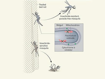 Novel malaria vaccine uses live parasites grown in vivo in the liver to generate high levels of immune protection | Amazing Science | Scoop.it