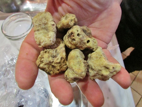 Overdosing on truffles in Marche | Good Things From Italy - Le Cose Buone d'Italia | Scoop.it