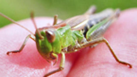 6 Ways To Make The Most Of Your Mentorship, Dear Grasshopper | Practical Networked Leadership Skills | Scoop.it