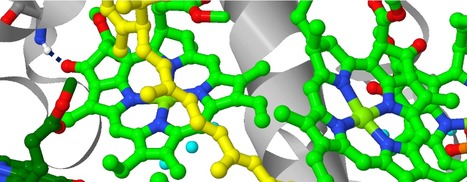 FOCUS PLATEFORME : Comment les ponts hydrogène modulent les transferts d’énergies photosynthétiques ? Éléments de réponse via la spectroscopie vibrationnelle ! | Life Sciences Université Paris-Saclay | Scoop.it