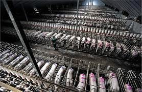FARM-AGEDDON: No birds. No bees. Our countryside laid waste. And billions of animals that never see a blade of grass - The terrifying threat from today's mega-farms | YOUR FOOD, YOUR ENVIRONMENT, YOUR HEALTH: #Biotech #GMOs #Pesticides #Chemicals #FactoryFarms #CAFOs #BigFood | Scoop.it