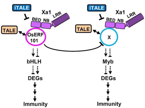 The rice OsERF101 transcription factor regulates the NLR Xa1‐mediated immunity induced by perception of TAL effectors - New Phytologist | TAL effector science | Scoop.it