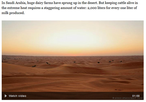 Arabie Saoudite : L'élevage laitier dans le désert | Lait de Normandie... et d'ailleurs | Scoop.it