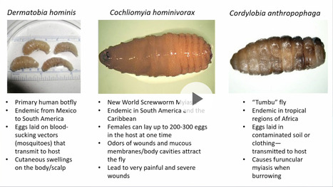 Cas cliniques de parasites atypiques | actualités VIH, hépatites, IST, santé sexuelle | Scoop.it