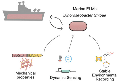 Engineered Marine Biofilms for Ocean Environment Monitoring | asb | RMH | Scoop.it