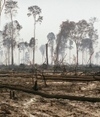 Brazil set to cut forest protection | Natural Products Chemistry Breaking News | Scoop.it