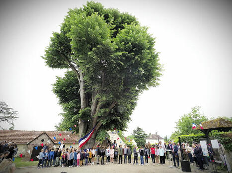 L'arbre de la liberté, mémoire vivante et patrimoine remarquable de Ronquerolles | Val-d'Oise : Aménagement et urbanisme | Scoop.it