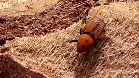 Argelès, la disparition probable des palmiers | EntomoNews | Scoop.it