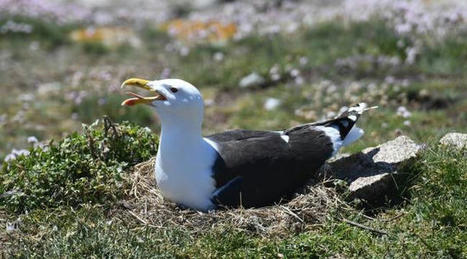 Finistère : Deux îles des Glénan interdites au public pour protéger les oiseaux | Histoires Naturelles | Scoop.it