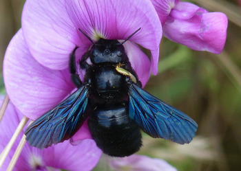 Inventaire participatif des insectes floricoles et pollinisateurs | Variétés entomologiques | Scoop.it