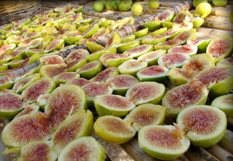 Will our grandchildren know the taste of fruit, or just see it in history books? | ALIMENTATIONS | Scoop.it